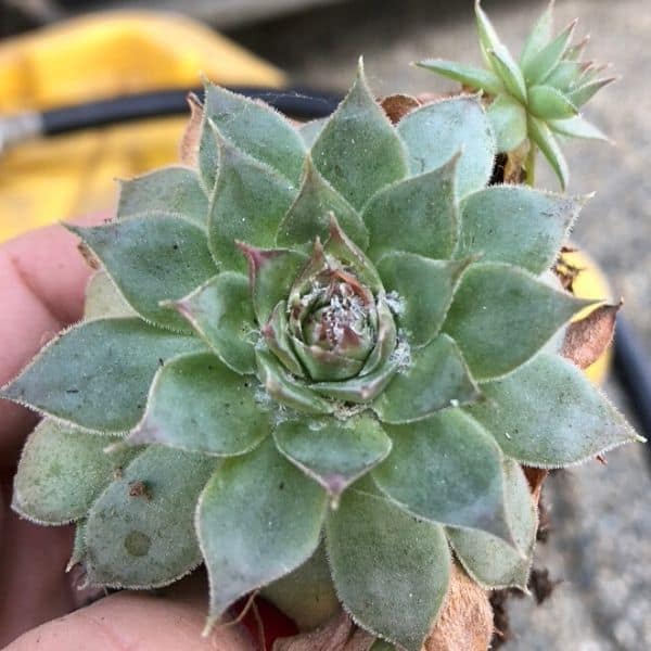 mealy bugs on succulents1