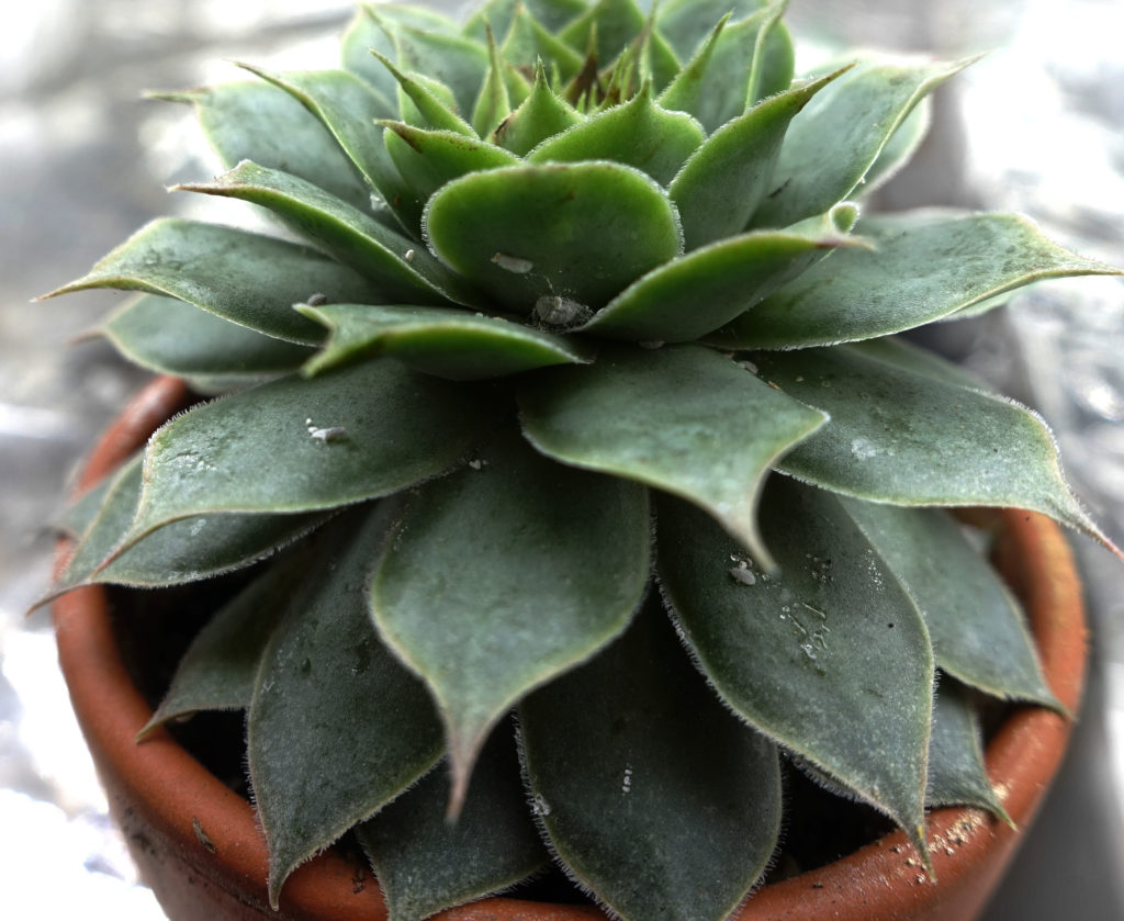 mealy bugs on succulents