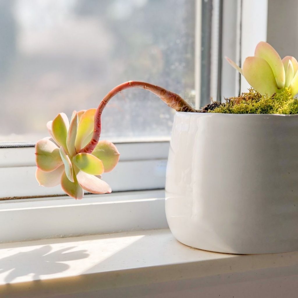 succulent in morning sunlight