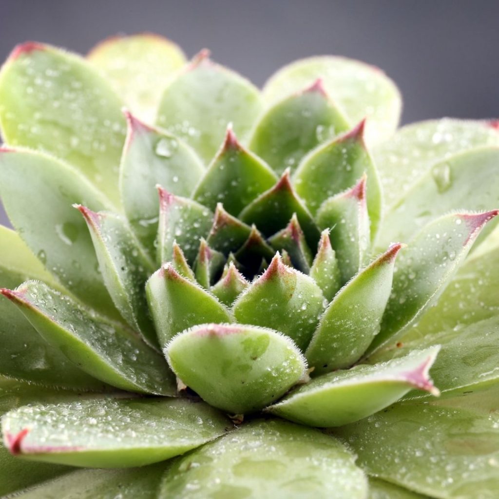 watering succulents occasionally