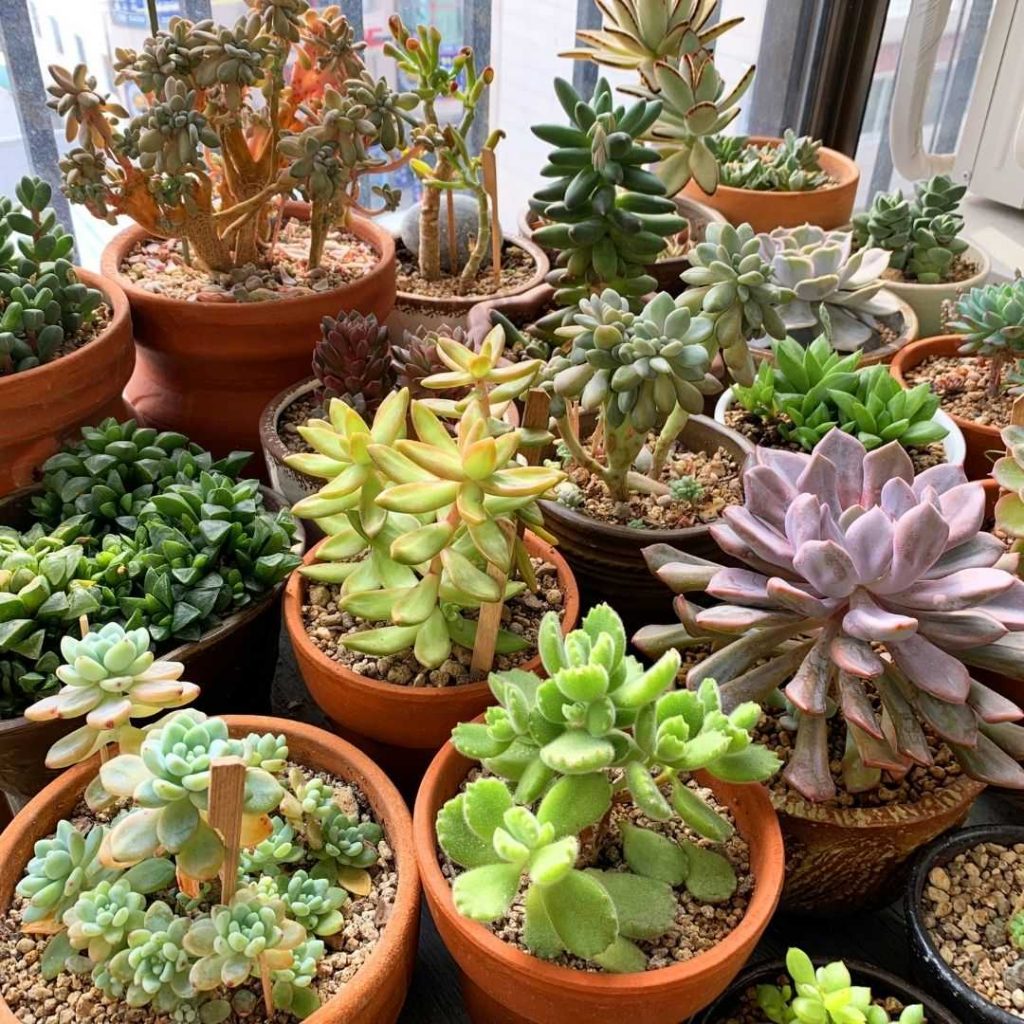 how to care for succulents indoors