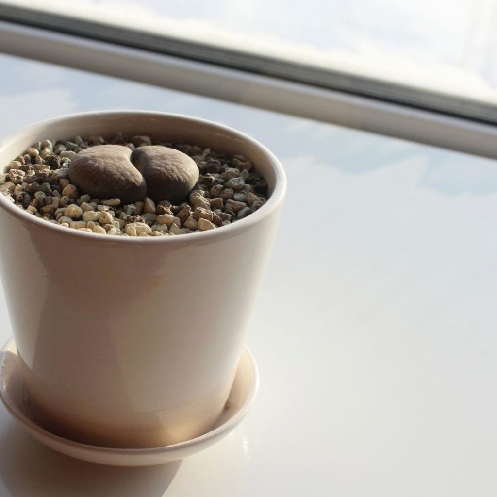 right choice for succulents