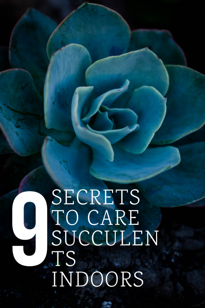 how to care for succulents indoors