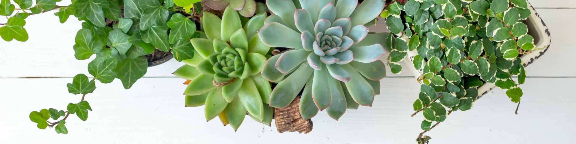 how to care for succulents indoors