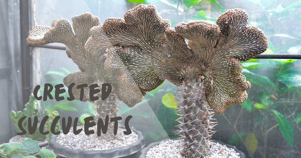 crested succulent