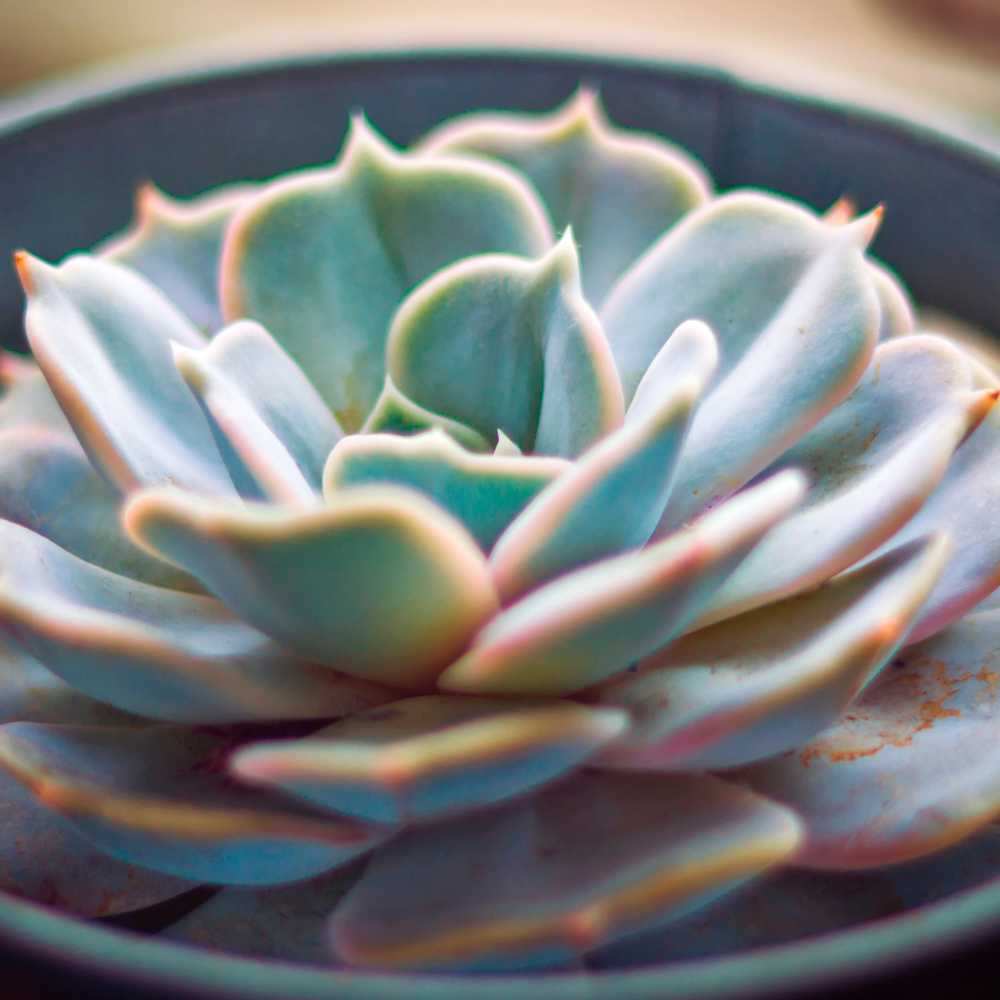 Untitled 1000 × 1000 px compressed