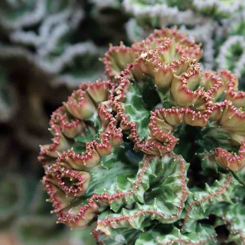 crested succulent