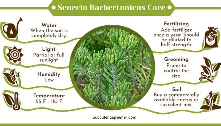 Senecio-Barbertonicus-Care