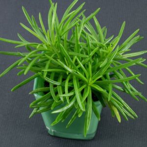 Senecio-barbertonicus-480