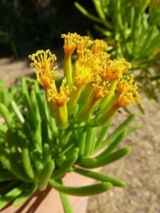 senecio succulent barbertonicus