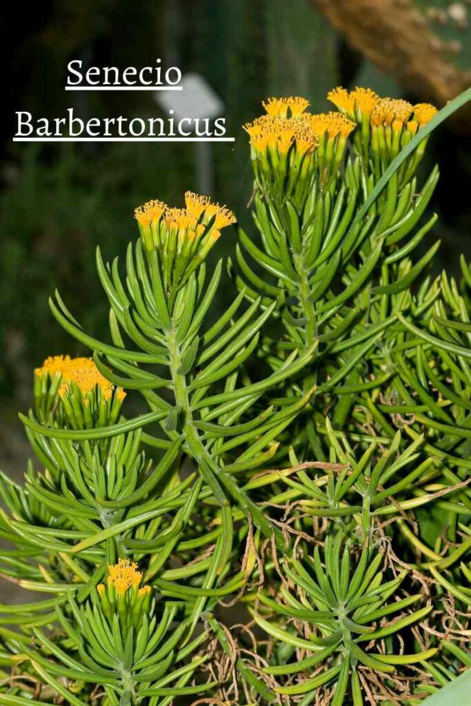 senecio barbertonicus