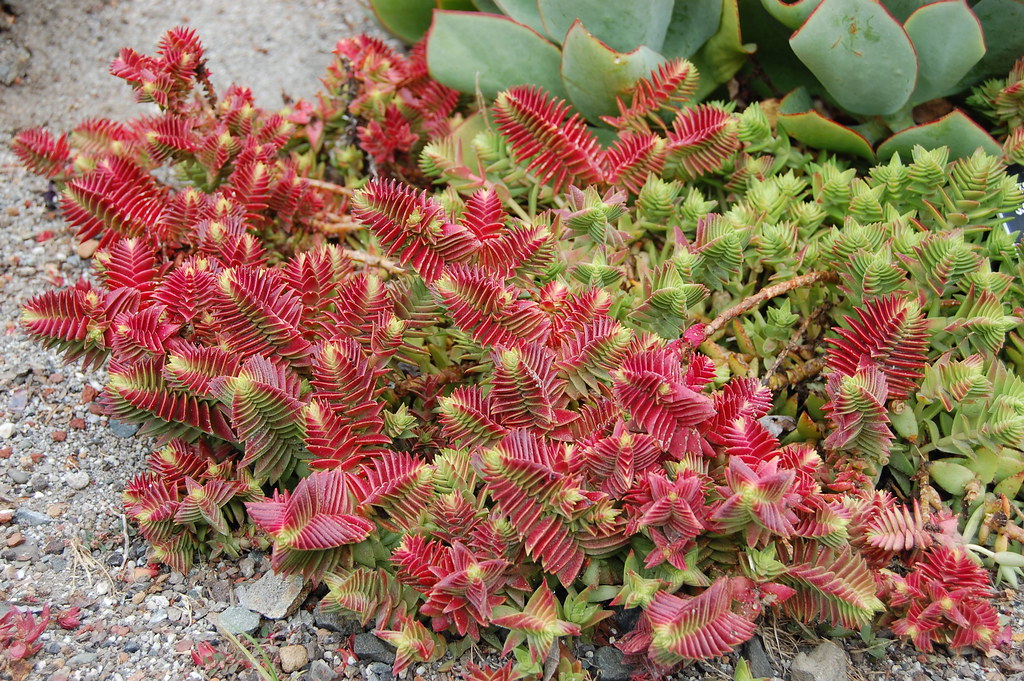 Red pagoda succulent, shark tooth