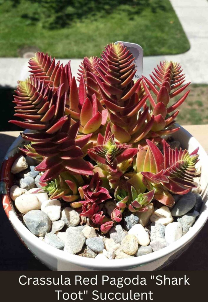 Red Pagoda succulent, shark tooth