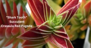 Crassula Red Pagoda Shark Tooth Succulent Plant Care