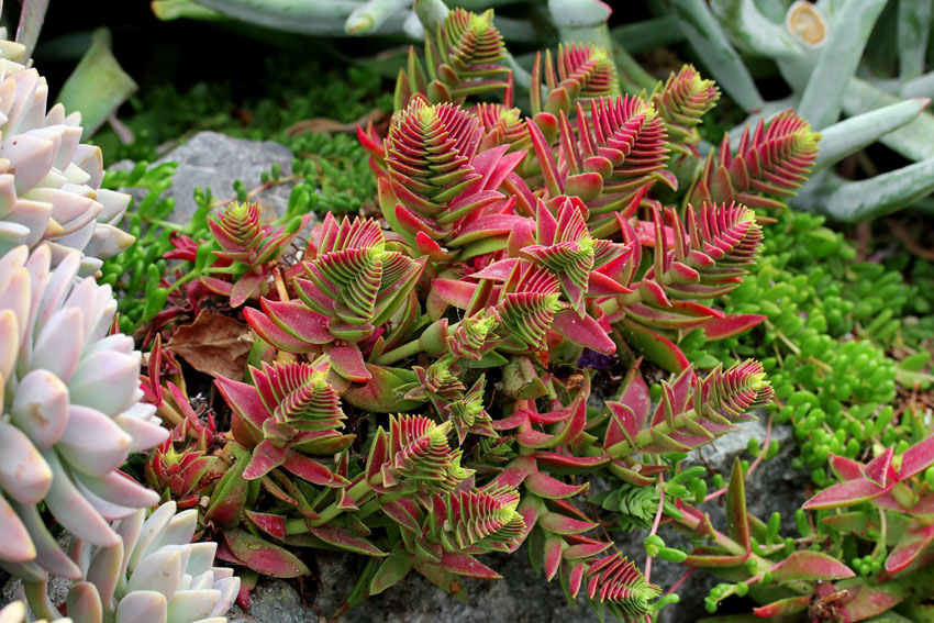 crassula red pagoda