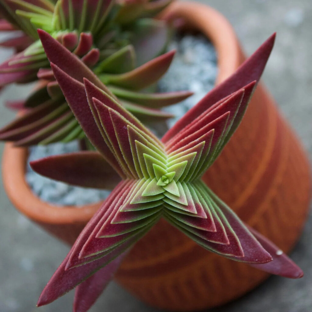 crassula red pagoda shark tooth