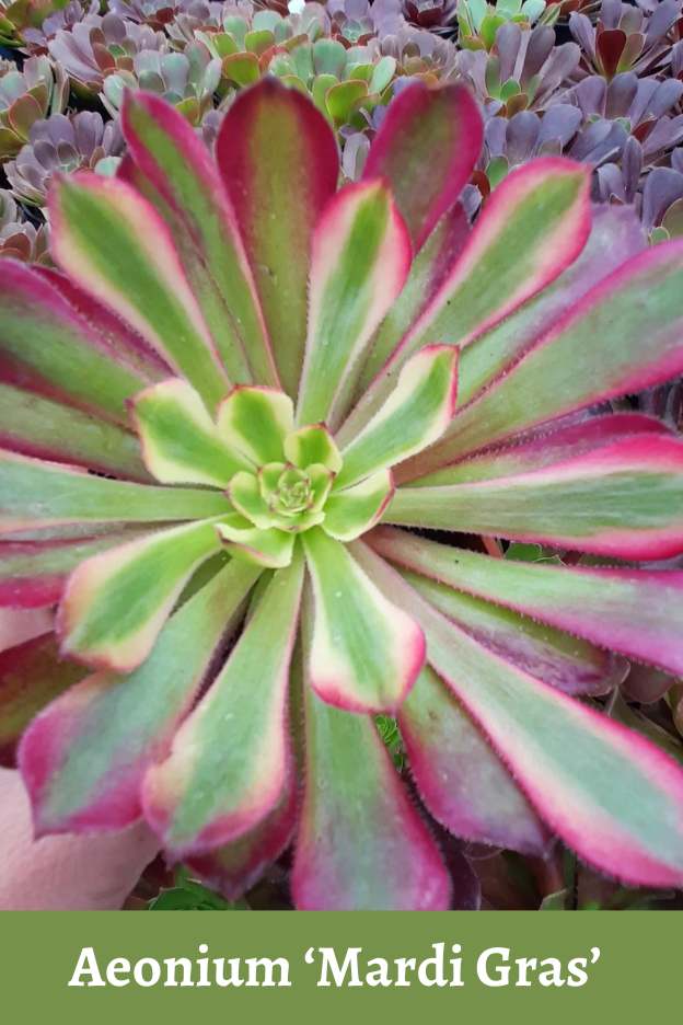 Aeonium ‘Mardi Gras’