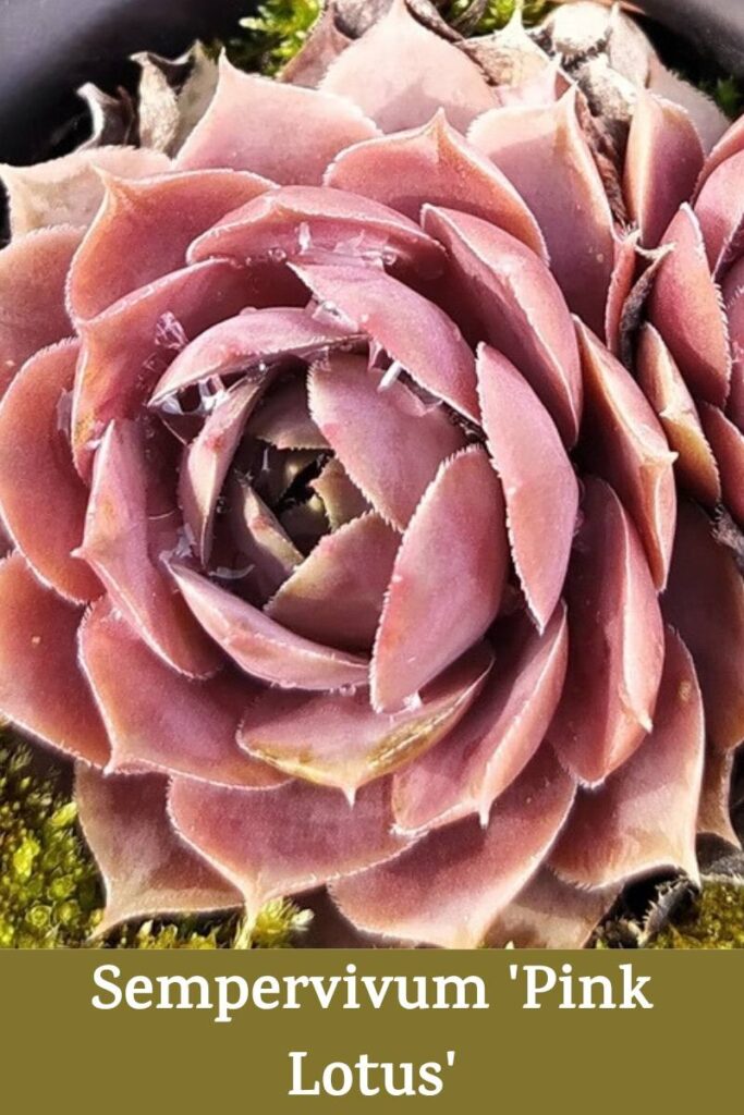 Sempervivum 'Pink Lotus'