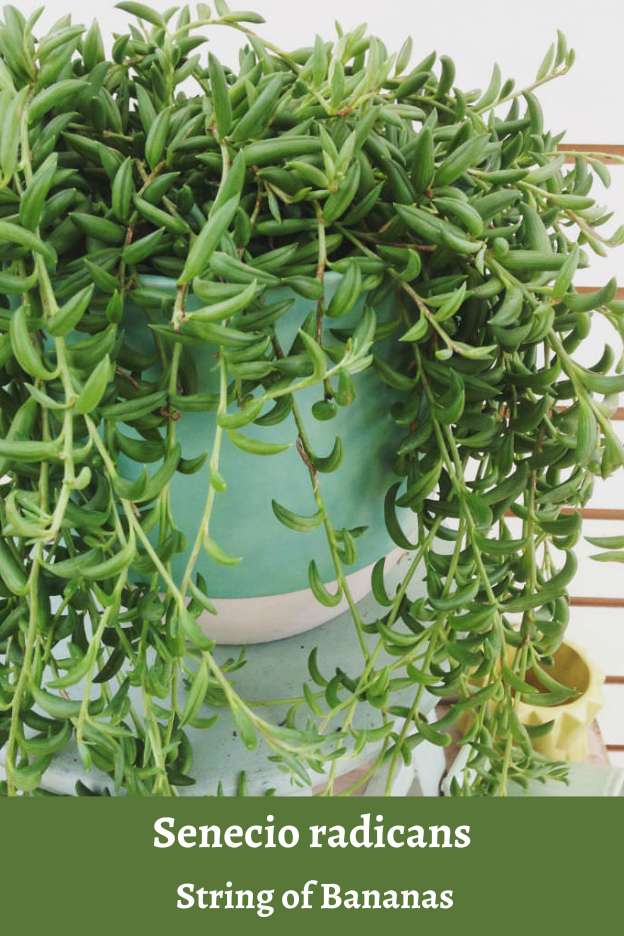 Senecio Radicans