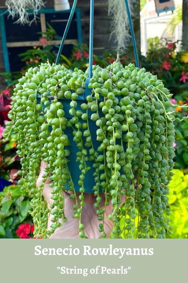 Senecio rowleyanus