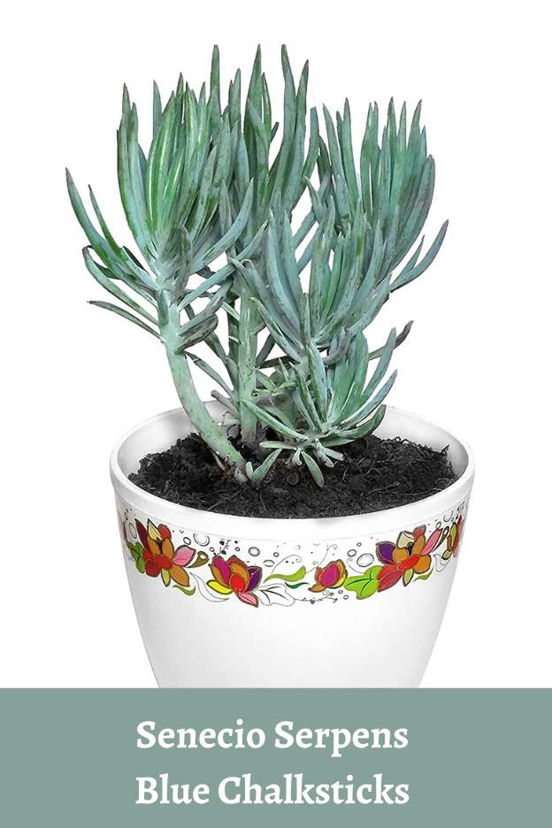 Senecio Serpens Blue Chalksticks