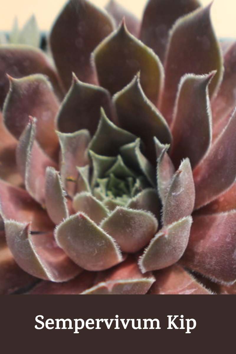 Sempervivum Kip