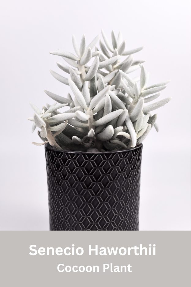 senecio haworthii