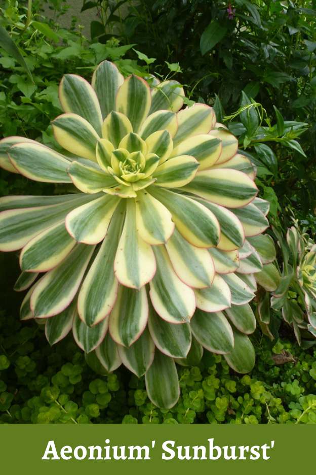 Aeonium 'Sunburst'