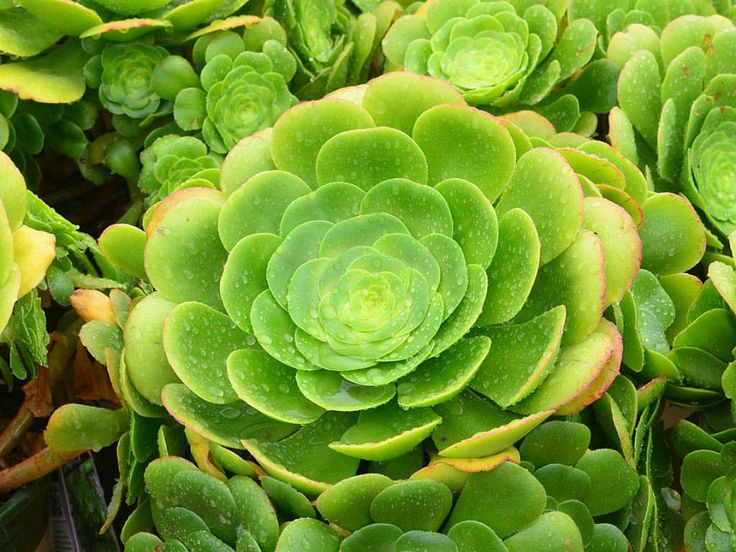 Aeonium canariense giant velvet rose plant benefits
