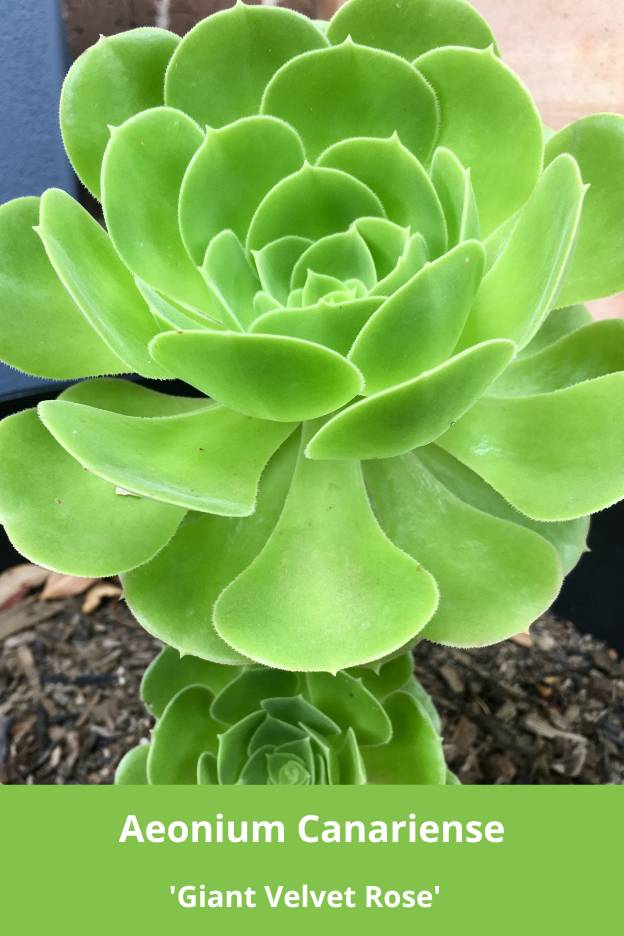 Aeonium canariense