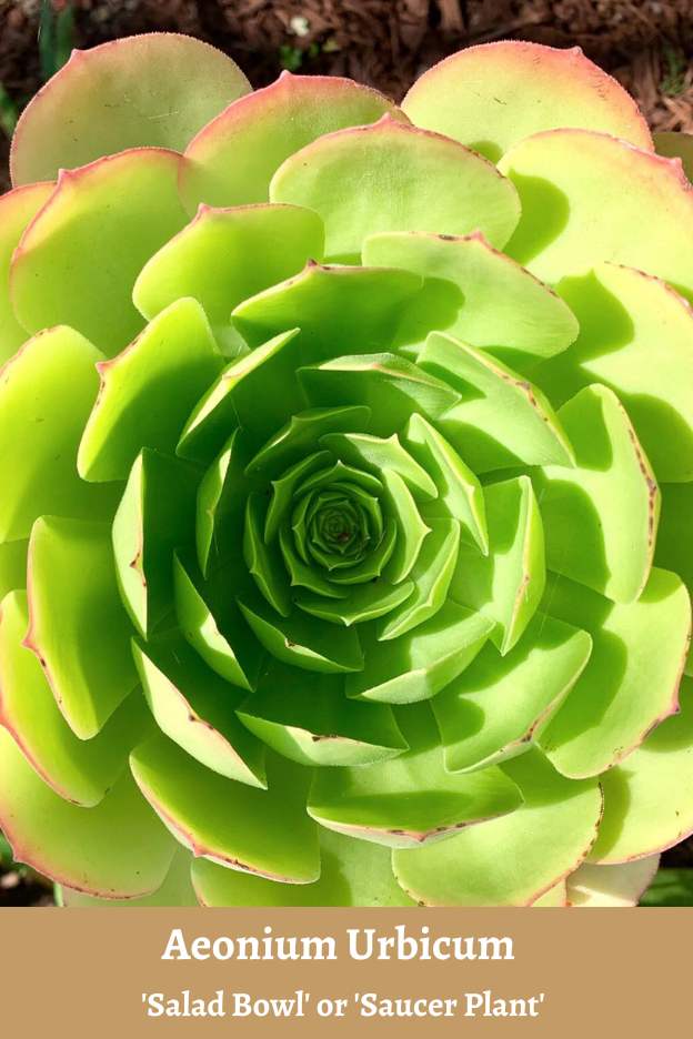 Aeonium urbicum salad bowl