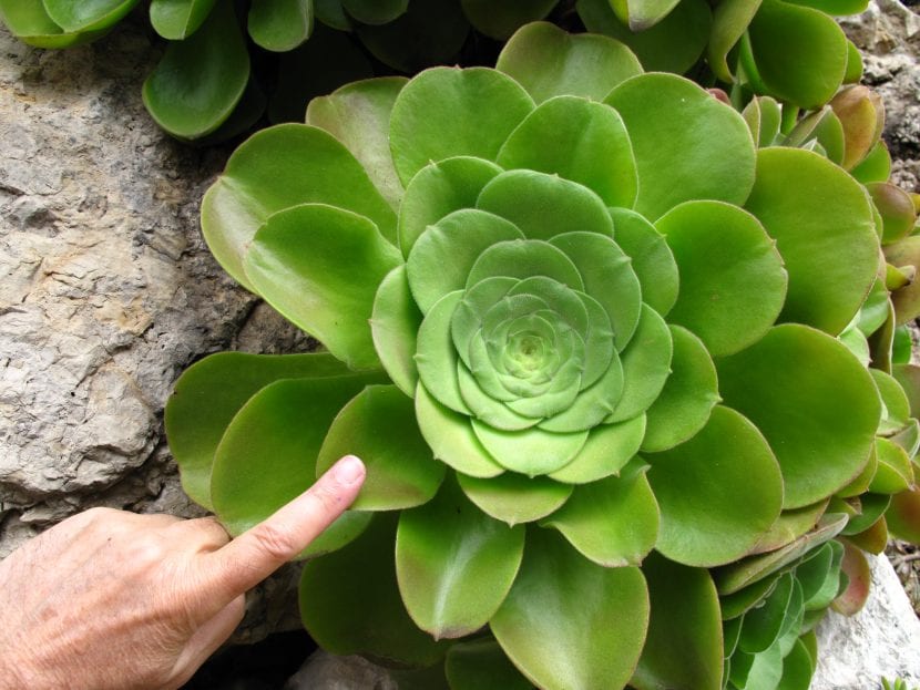 Aeonium canariense