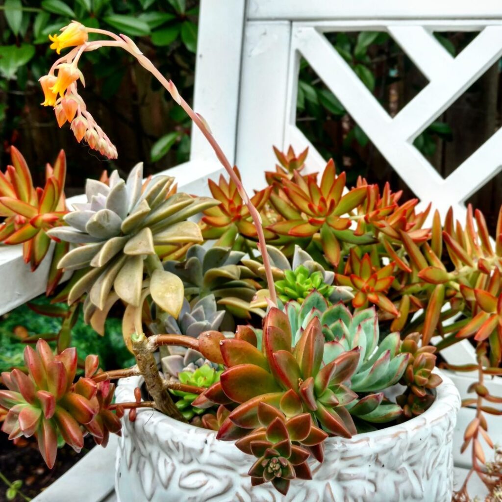 best flowering succulents