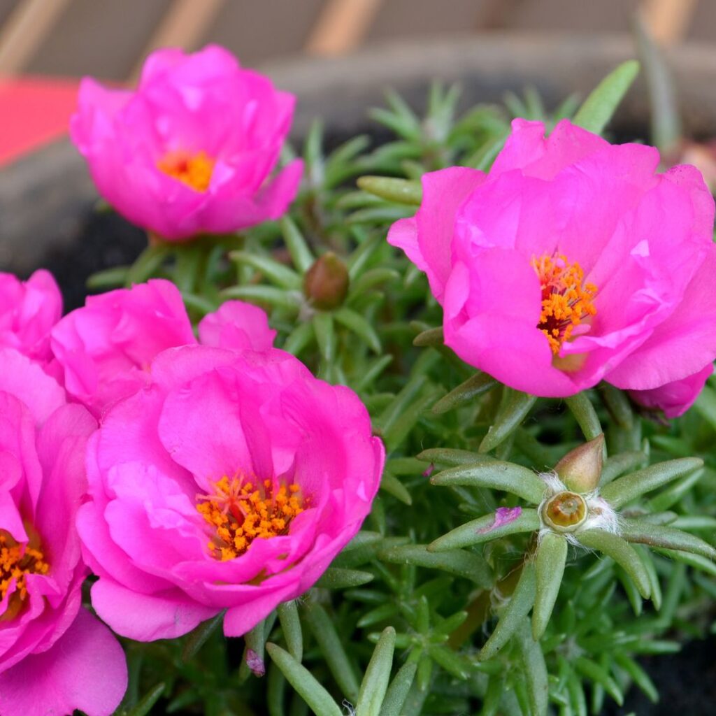 succulents with flowers