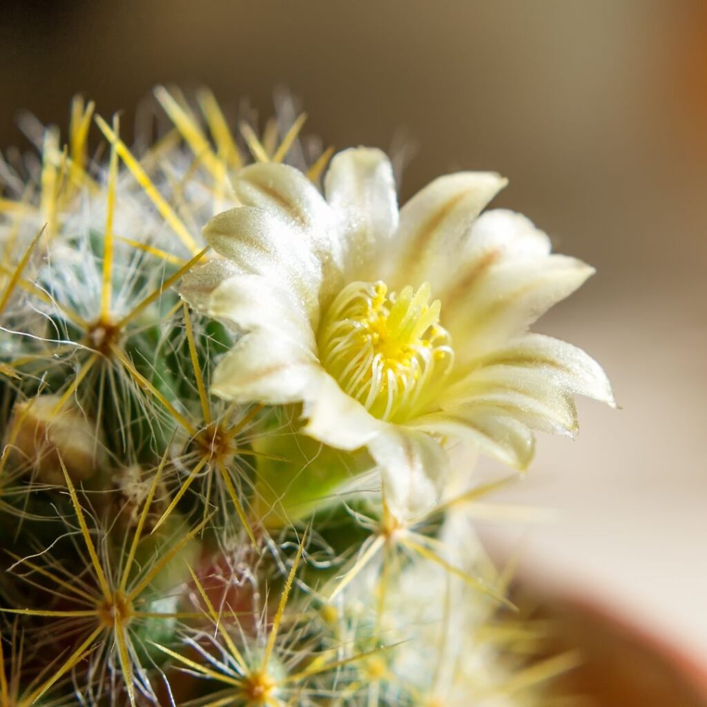 flowering succulents