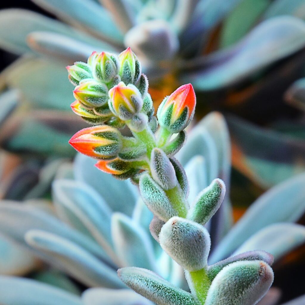 succulent flowers