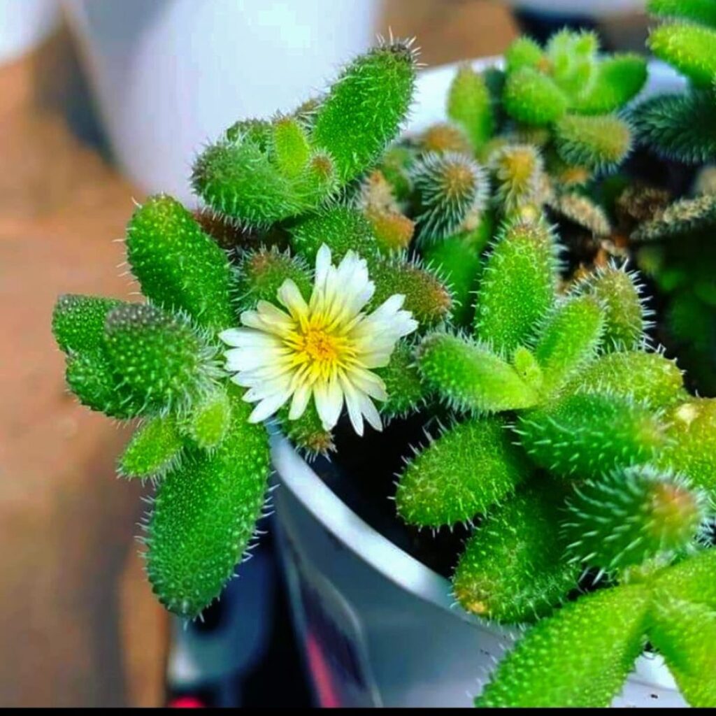 Flowering succulent plants