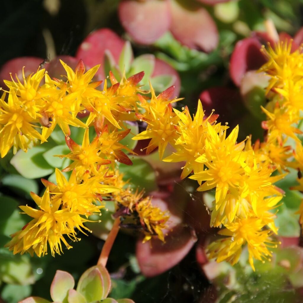 succulents with flowers