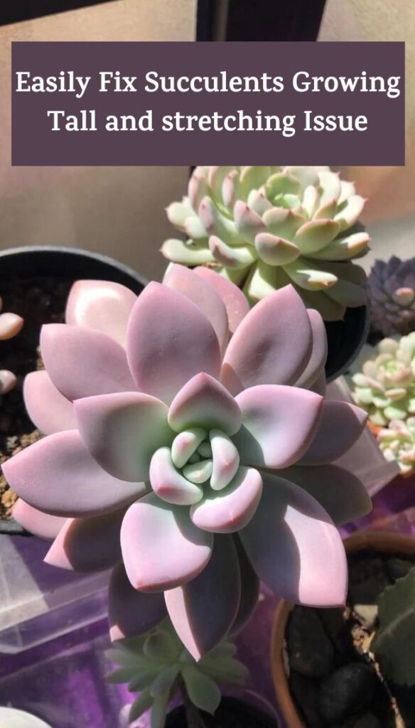 Succulents Growing tall