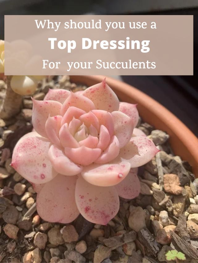 Why use top dressing for succulents