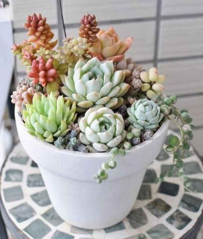 mini succulent plants