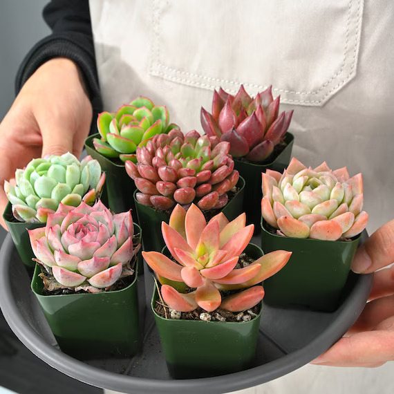 mini succulents types
