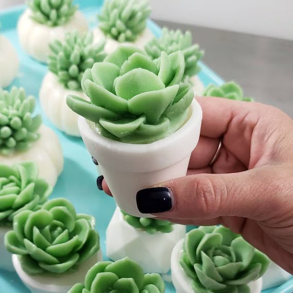 miniature succulent plants