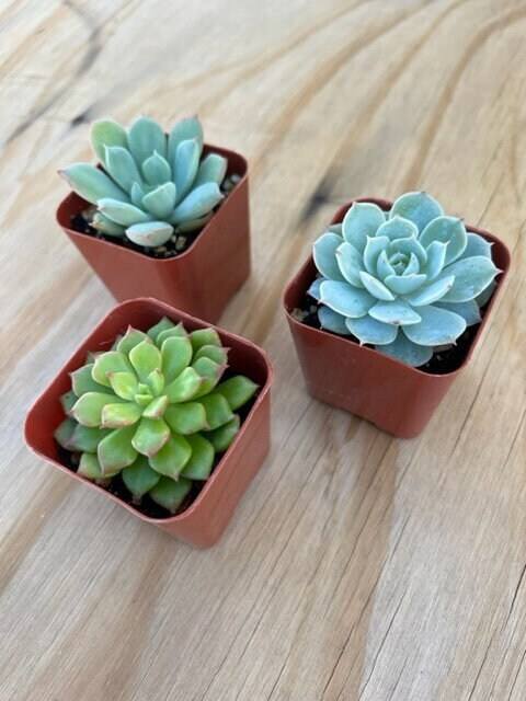 miniature succulent garden