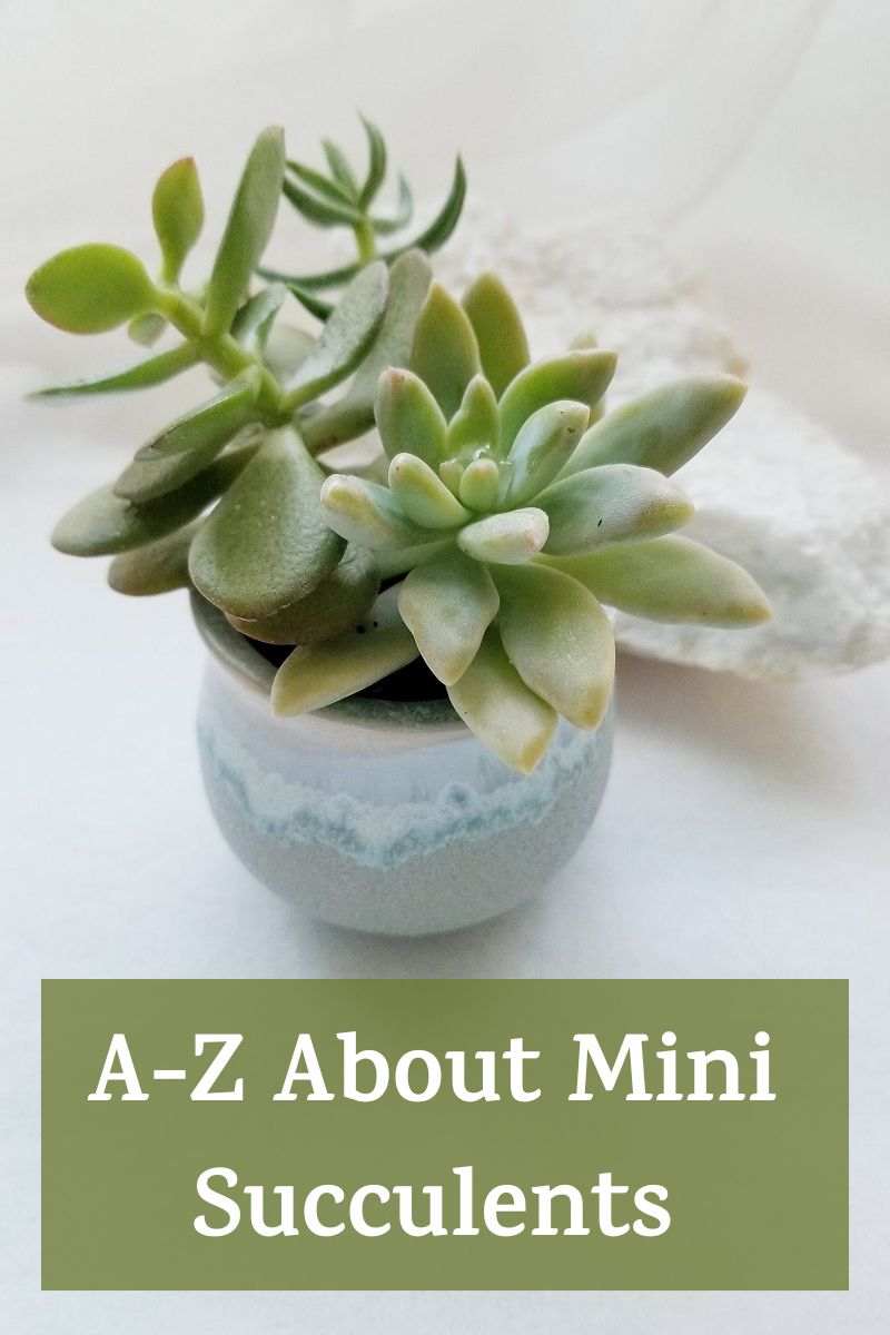 mini succulents