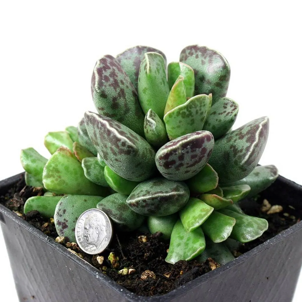 Adromischus-cooperi- plover eggs succulent