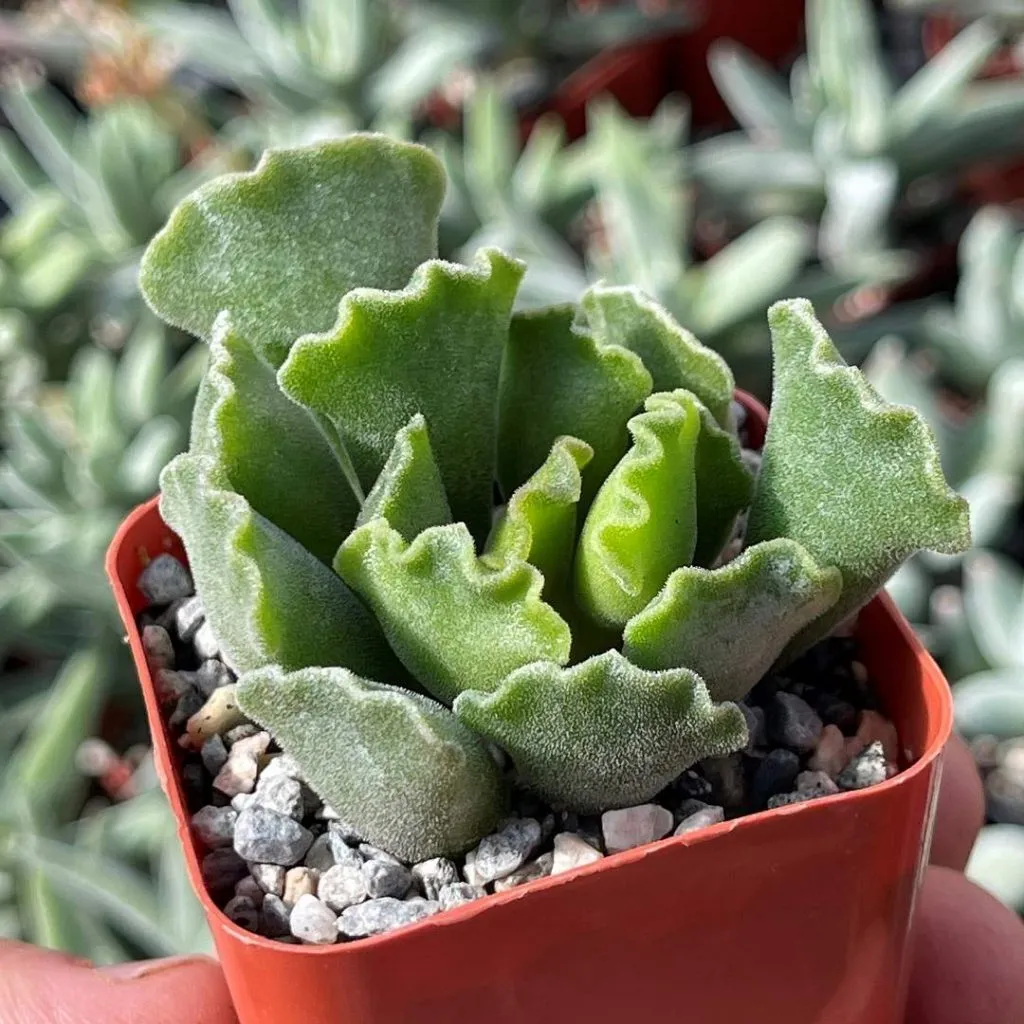 Adromishus cristatus key lime pie succulent 3 1800x1800 compressed