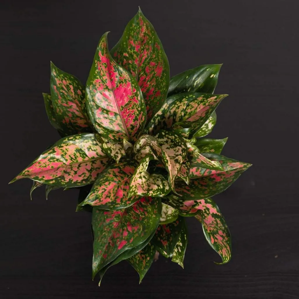 Aglaonema crimson compressed