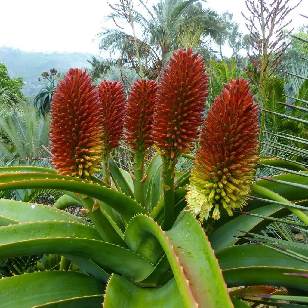 Aloe helenae Vahondrandra