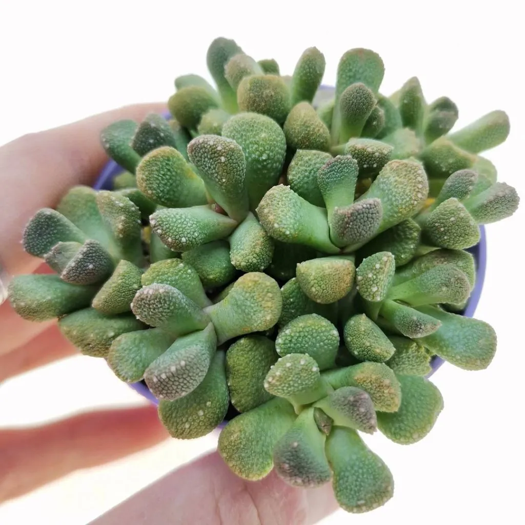 Aloinopsis luckhoffii